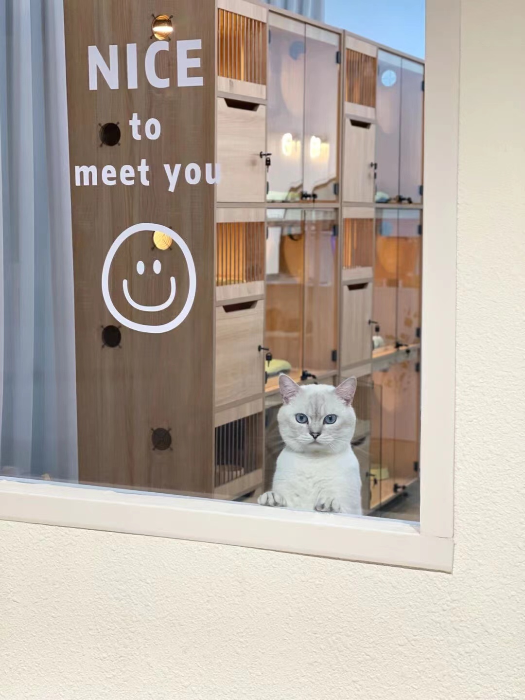 猫咖创业者必看的装修干货